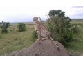 discover-safari-in-kenya-and-sandy-beaches-small-8