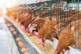 poultry-farm-for-sale-big-0