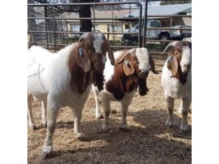 Boar goat for sale
