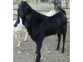 beteel-hybrid-goat-small-1