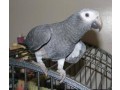 africa-grey-talking-parrots-small-1