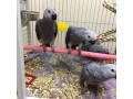 africa-grey-talking-parrots-small-0