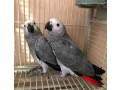 africa-grey-talking-parrots-small-2