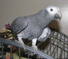 africa-grey-talking-parrots-big-1