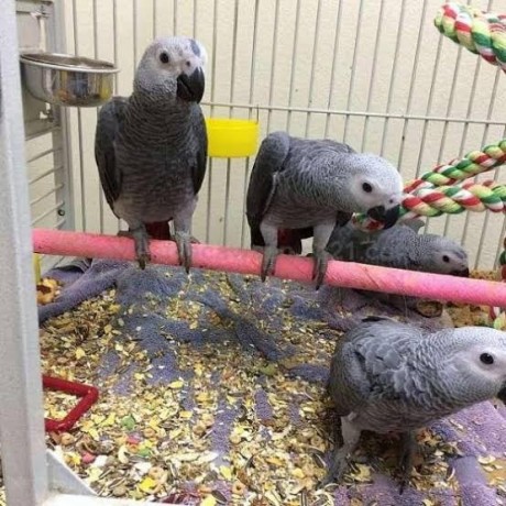 africa-grey-talking-parrots-big-0