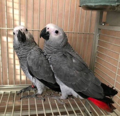 africa-grey-talking-parrots-big-2