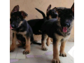 german-shepherd-puppies-small-0