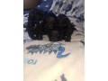 cock-a-poo-puppies-small-1