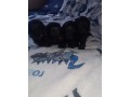 cock-a-poo-puppies-small-0