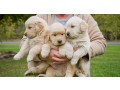 golden-retriever-puppies-for-sale-small-0