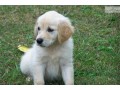 golden-retriever-puppies-for-sale-small-3