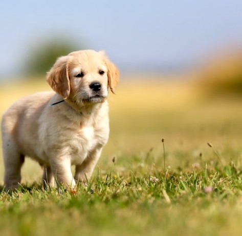 golden-retriever-puppies-for-sale-big-1