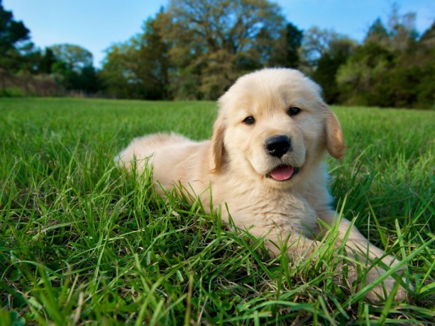 golden-retriever-puppies-for-sale-big-2