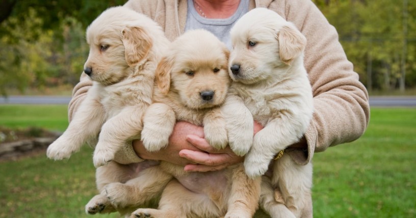 golden-retriever-puppies-for-sale-big-0